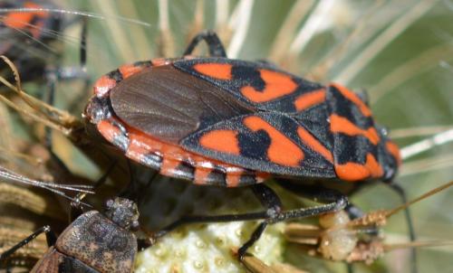 Réf. 322 834 : Spilostethus saxatilis